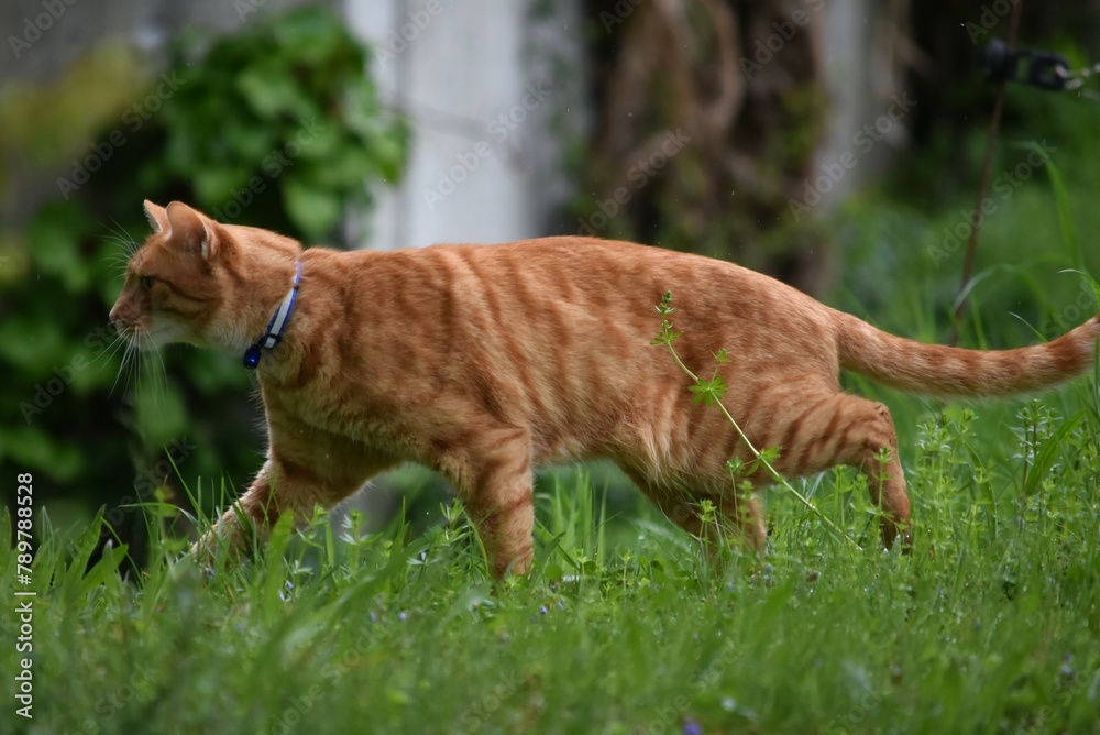a red cat in a collar walks along a hill in green grass