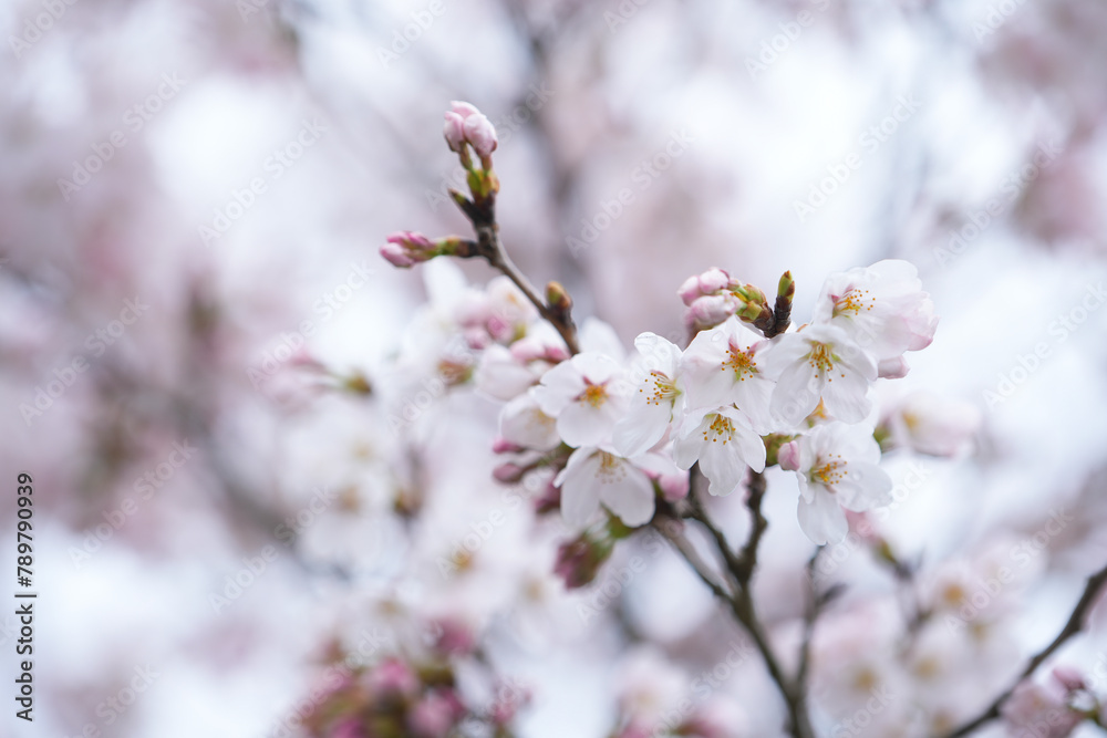 Close-up shot of white and pink Sakura flowers on a branch, nature in Japan concept