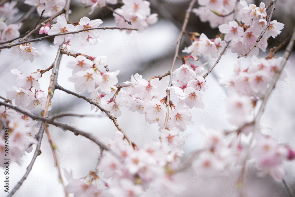 Obraz premium Close-up shot of white and pink Sakura flowers on a branch, nature in Japan concept