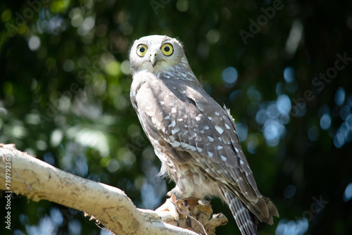 Quadro su tela The barking owl has bright yellow eyes and no facial-disc