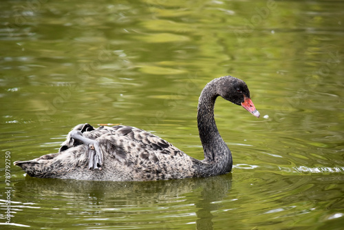 the black swan has black feathers edged with white on its back and is all black on the head and neck.  It has a red beak with a white stripe and red eyes © susan flashman