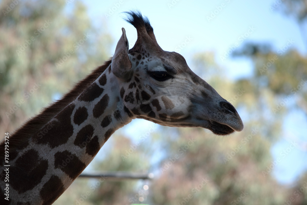 The giraffe is the tallest of all mammals. The giraffe has a short body, a tufted tail, a short mane, and short skin-covered horns. The giraffe is the tallest of all mammals. The giraffe has a short body, a tufted tail, a short mane, and short skin-covered horns.