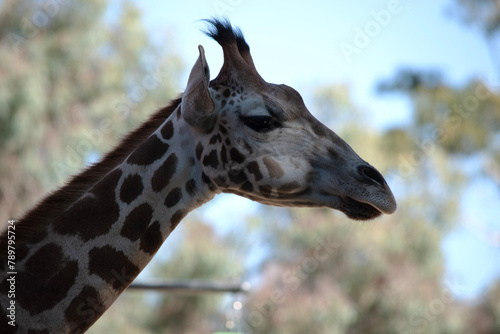 The giraffe is the tallest of all mammals. The giraffe has a short body, a tufted tail, a short mane, and short skin-covered horns.