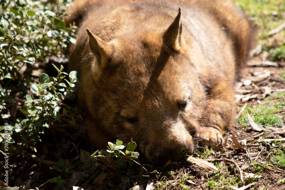 The hairy-nosed wombats have softer fur, longer and more pointed ears and a broader muzzle fringed with fine whiskers then common wombats. The hairy-nosed wombats have softer fur, longer and more pointed ears and a broader muzzle fringed with fine whiskers then common wombats.