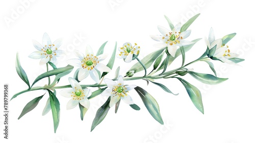 Wallpaper Mural Watercolor edelweiss clipart with small white flowers and green leaves Torontodigital.ca