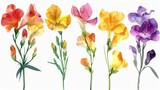 Watercolor freesia clipart with fragrant blooms in various colors