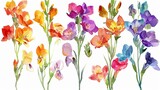 Watercolor freesia clipart with fragrant blooms in various colors