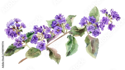 Watercolor heliotrope clipart with clusters of purple flowers photo
