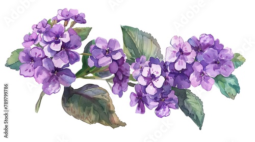 Watercolor heliotrope clipart with clusters of purple flowers photo