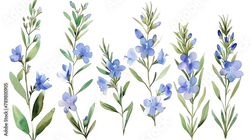 Watercolor rosemary clipart featuring delicate blue flowers and green foliage