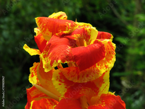 Red canna lily flower in closeup