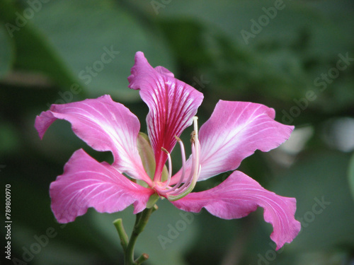 ฺBauhinia flower in closeup
