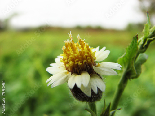 Flower plant in bloom with white petals
