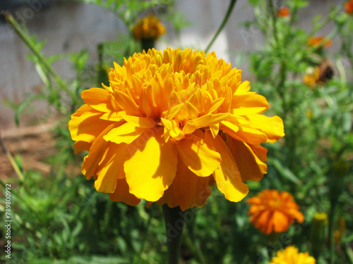 Marigold plants in bloom with beautiful yellow flowers