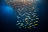 Bait ball of sardines and Mackerel in Magdalena Bay Baja California Sur.