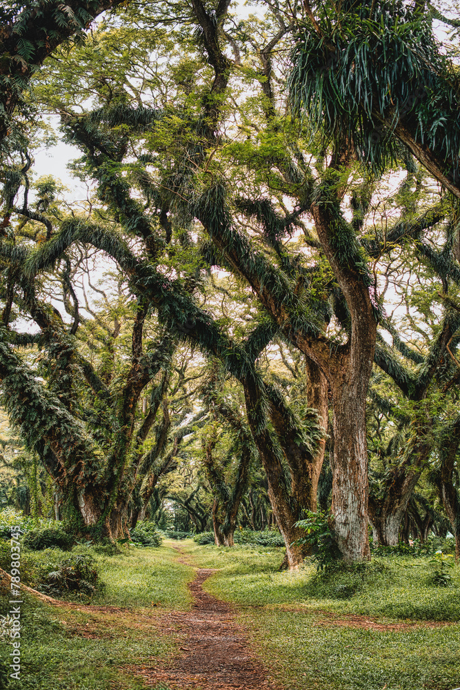 Fototapeta premium Trembesi Forest Tree