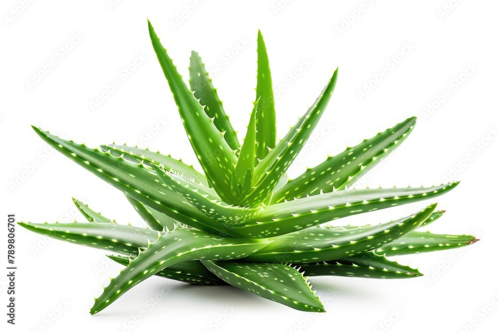 aloe vera plant on white background aloe vera plant on white background