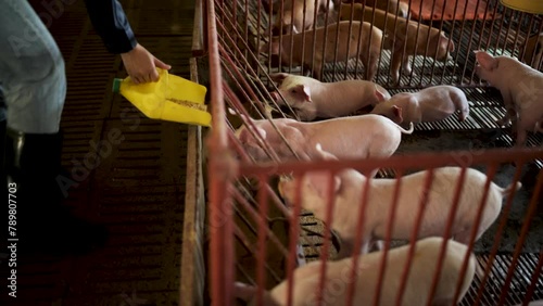 Pig feeding trough in a dirty barn.