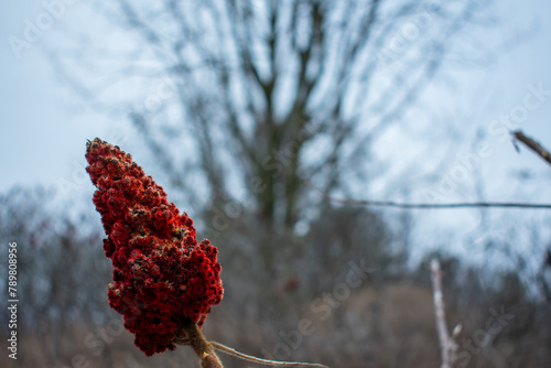 red berries on a branch
