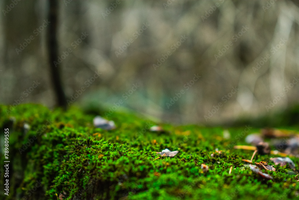 moss on the ground