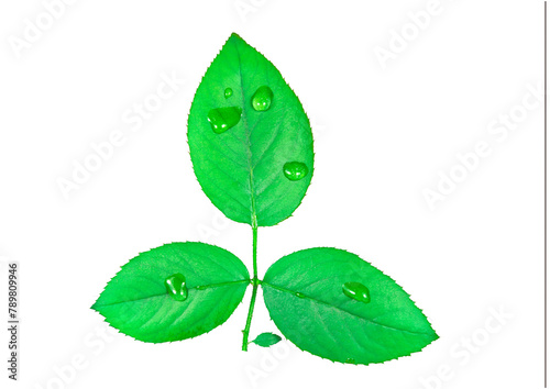 Green leaf with water drops (ID: 789809946)