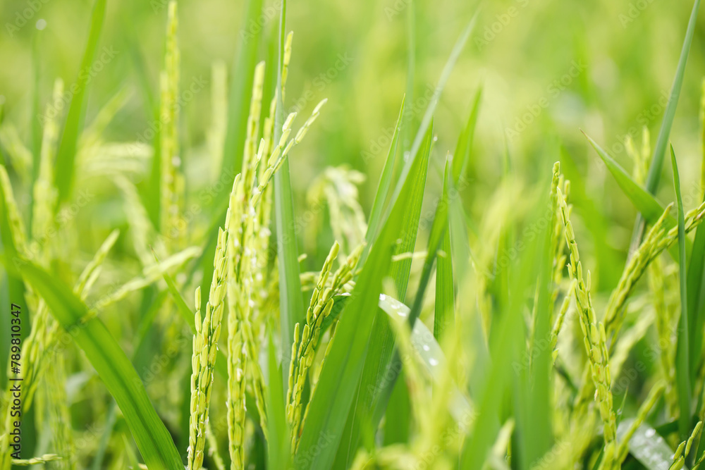 green rice field background close up beautiful yellow rice fields soft focus green rice field background close up beautiful yellow rice fields soft focus