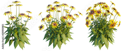 Foto Rudbeckia fulgida 2 4k png cutout transparent