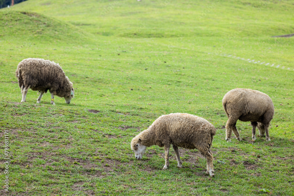 Flock of sheep on green grass in Taiwan Qingjing Farm Flock of sheep on green grass in Taiwan Qingjing Farm
