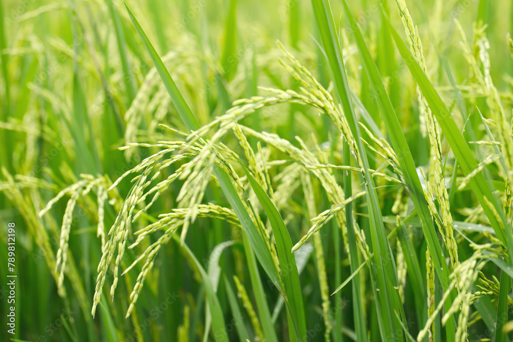 green rice field background close up beautiful yellow rice fields soft focus green rice field background close up beautiful yellow rice fields soft focus