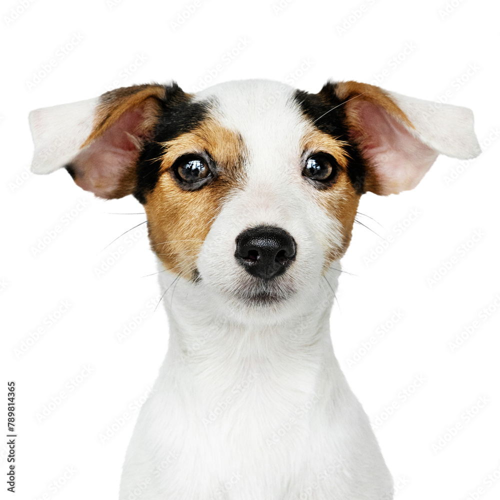 Puppy png sticker, cute Jack Russell Terrier on transparent background Puppy png sticker, cute Jack Russell Terrier on transparent background