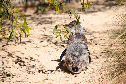 the young penguin is walking away towards its nest
