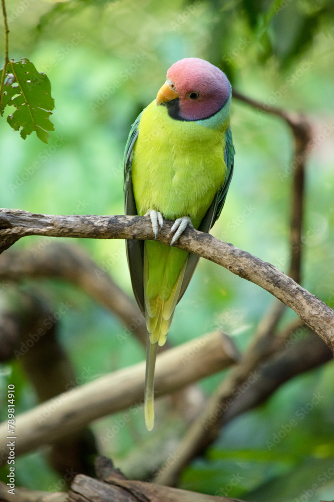 The plum-headed parakeet is a mainly green parrot. The male has a red head The plum-headed parakeet is a mainly green parrot. The male has a red head