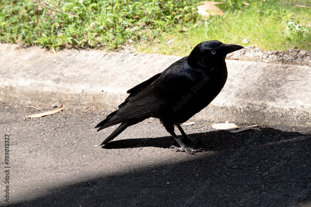 Obraz premium The Australian raven is an all black-bird with a black beak, mouth and tongue and sturdy black or grey-black legs and feet.