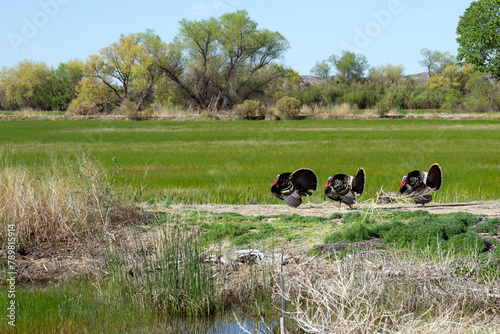 Three male Wild Turkeys display their tails to impress nearby females at Bosque del Apache National Wildlife Refuge in New Mexico, USA