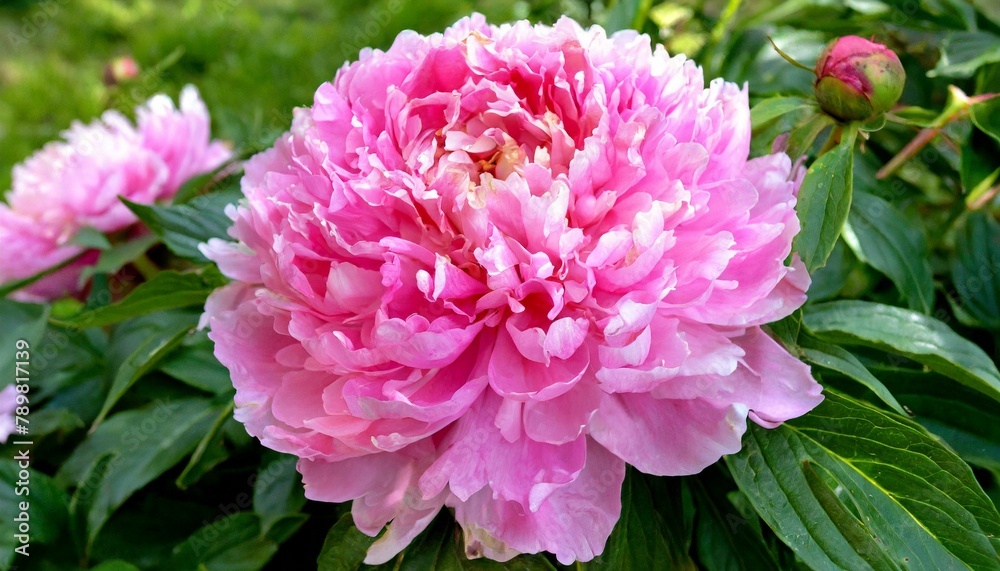 Pink Petals: The Elegance of Peonies