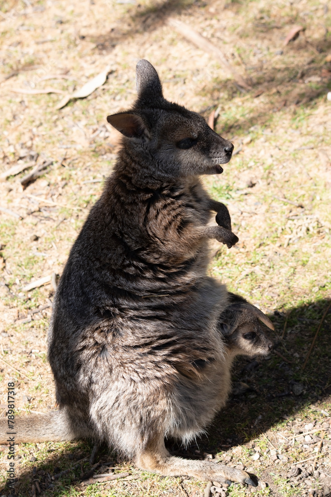 The tammar wallaby has dark greyish upperparts with a paler underside and rufous-coloured sides and limbs. The tammar wallaby has white stripes on its face. The tammar wallaby has dark greyish upperparts with a paler underside and rufous-coloured sides and limbs. The tammar wallaby has white stripes on its face.