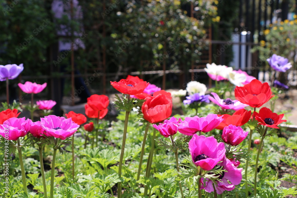 花 花