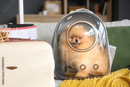 Cute Pomeranian dog with ba...
