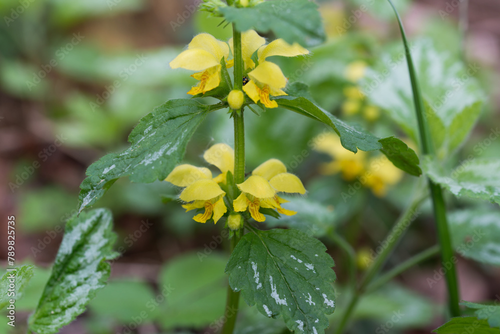 Lamium galeobdolon, yellow archangel flowers closeup selective focus Lamium galeobdolon, yellow archangel flowers closeup selective focus