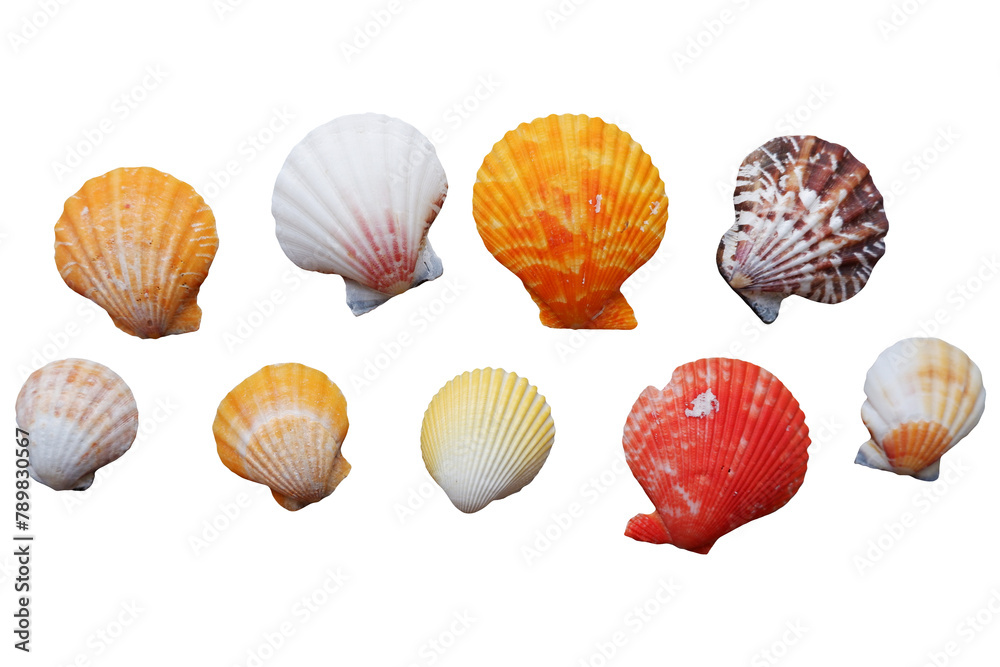 seashells, isolated on transparent background. Set of seashells. seashells, isolated on transparent background. Set of seashells.