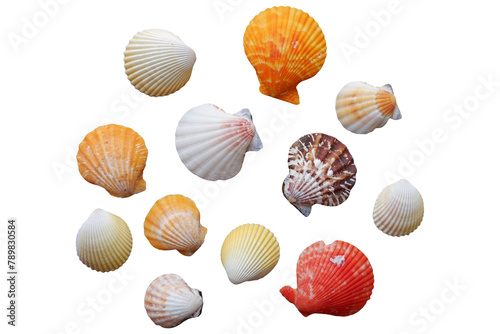 seashells, isolated on transparent background. Set of seashells. 