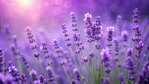 Purple Lavender Color Background