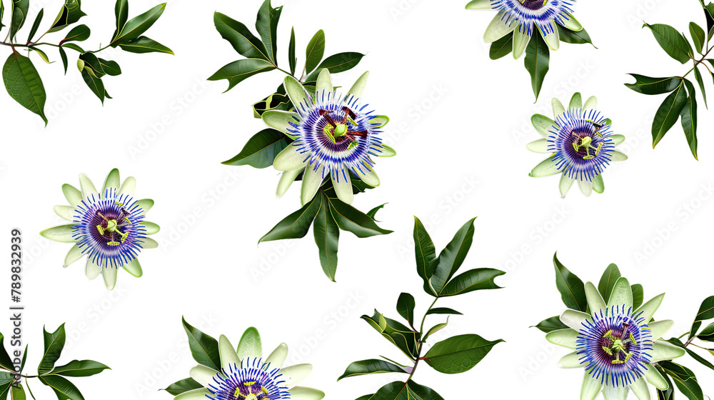 Passion Flower Digital Art 3D Illustration: Vibrant Botanical Design Element with Transparent Background, Isolated Top View Floral Clipart for Exotic Tropical Wallpaper and Decorative Graphics,