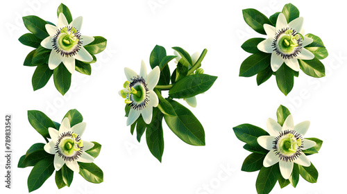 Passion Flower Digital Art 3D Illustration  Vibrant Botanical Design Element with Transparent Background  Isolated Top View Floral Clipart for Exotic Tropical Wallpaper and Decorative Graphics 