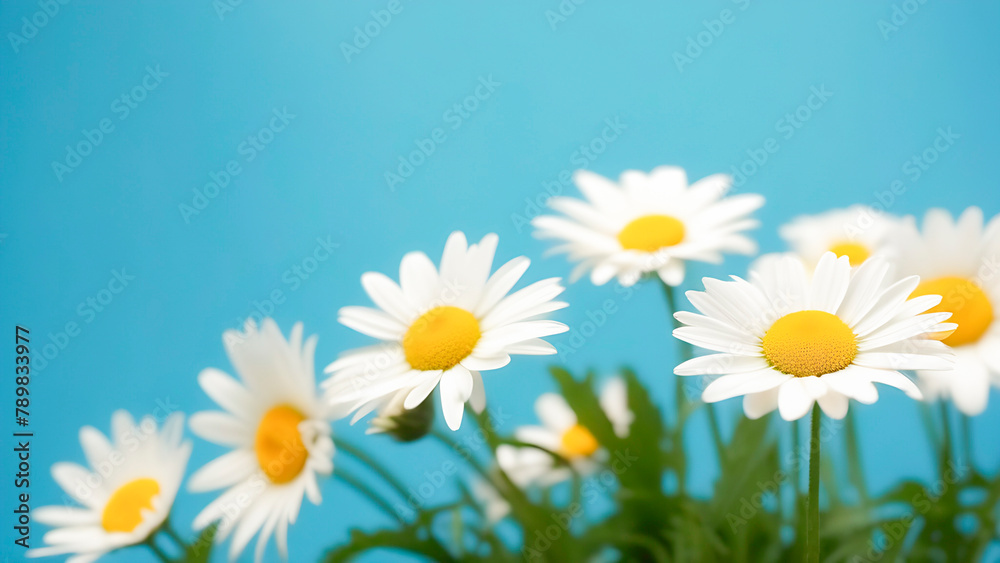 Delicate flowers of chamomile daisies with yellow core and white soft petals on blue background. Metaphor of eco cosmetics or love feelings. Copy space on summer floral backdrop