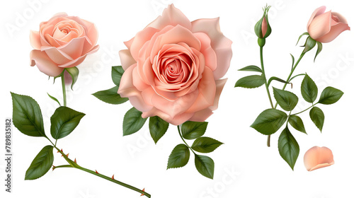 Peace rose digital art 3D illustration, isolated on transparent background, top view flat lay. Beautiful botanical design of pink and white bloom, perfect for decoration, garden, or romantic celebrati