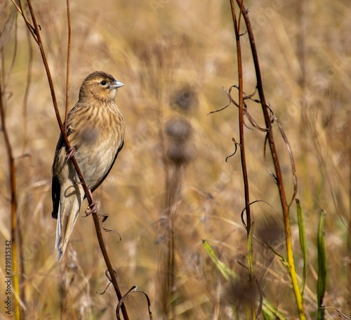 Female long-tailed widowbird perched on dry autumn grass in the South African outdoors