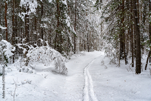 Wallpaper Mural Winter snow-covered forest. Snowfall in the winter forest. Torontodigital.ca