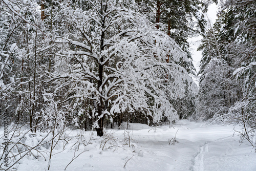 Wallpaper Mural Winter snow-covered forest. Snowfall in the winter forest. Torontodigital.ca