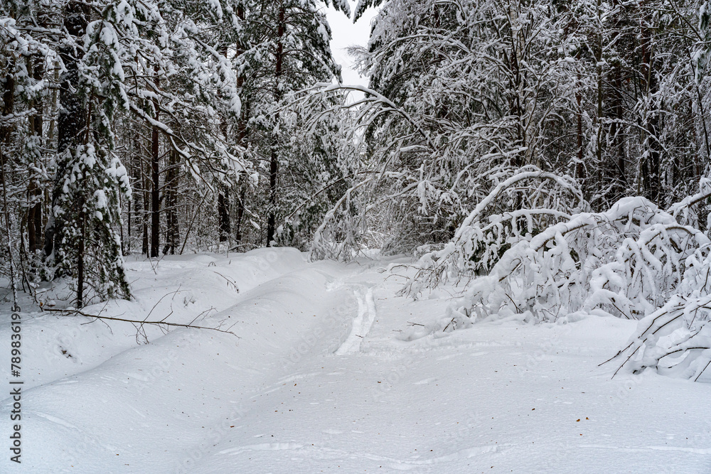 Fototapeta premium Winter snow-covered forest. Snowfall in the winter forest.